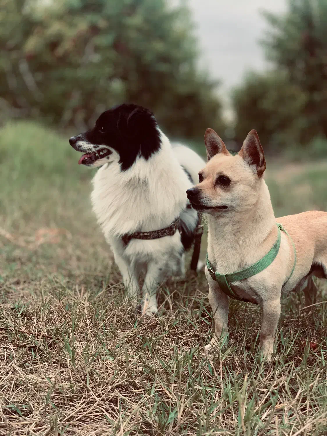 فروش نژاد های شیواوا و پامر اشپیتز هردو نر|سگ|سورک, |دیوار