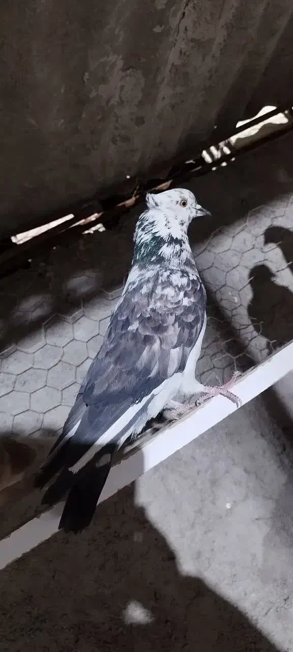 کبوتر|پرنده|یزد, |دیوار