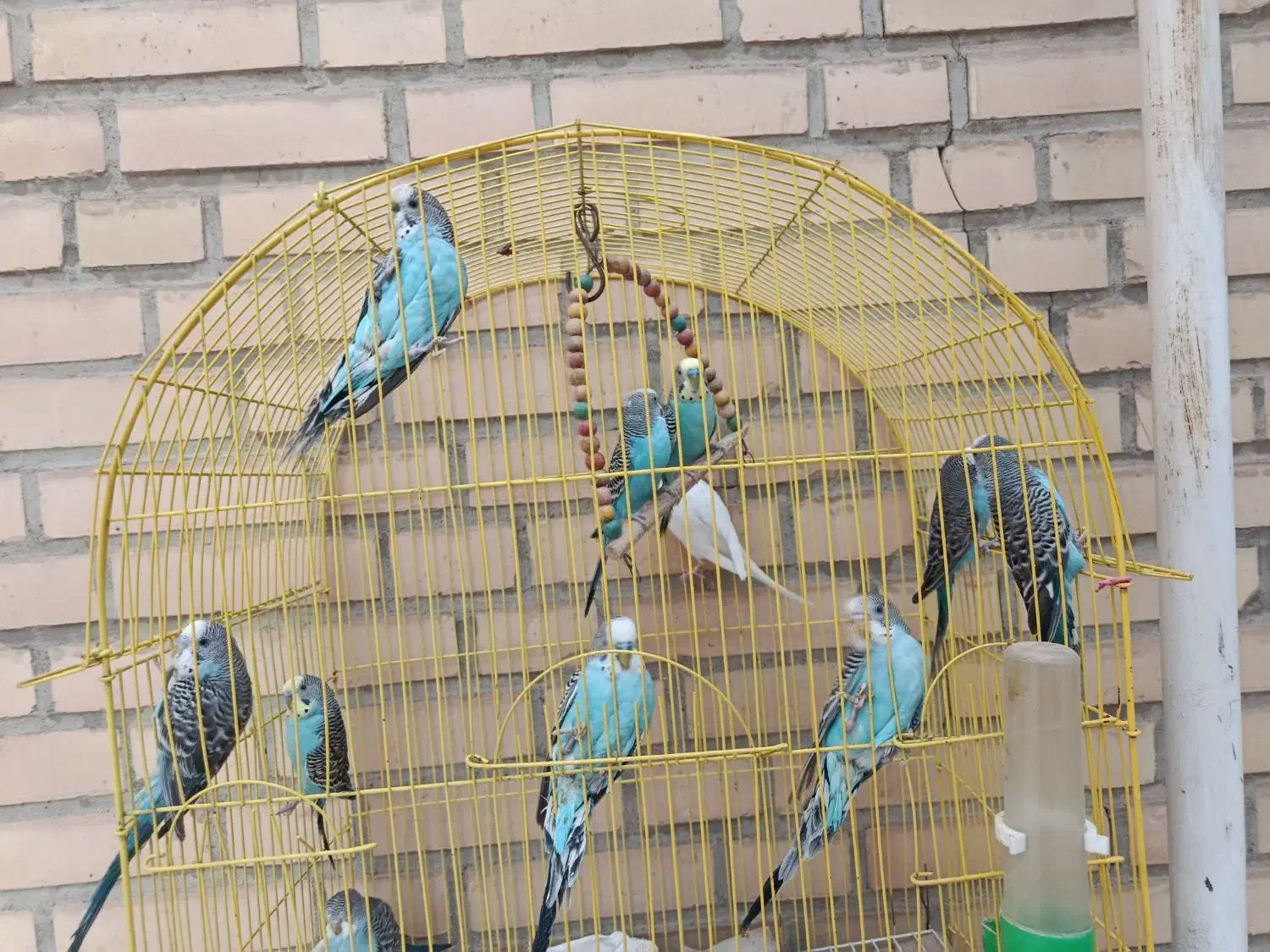 مرغ عشق جوان سالم کارداده|پرنده|خمینیشهر, |دیوار