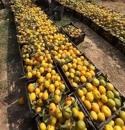 خرید باغ پرتقال و نارنگی مرکبات|خدمات باغبانی و درختکاری|گرگان, |دیوار