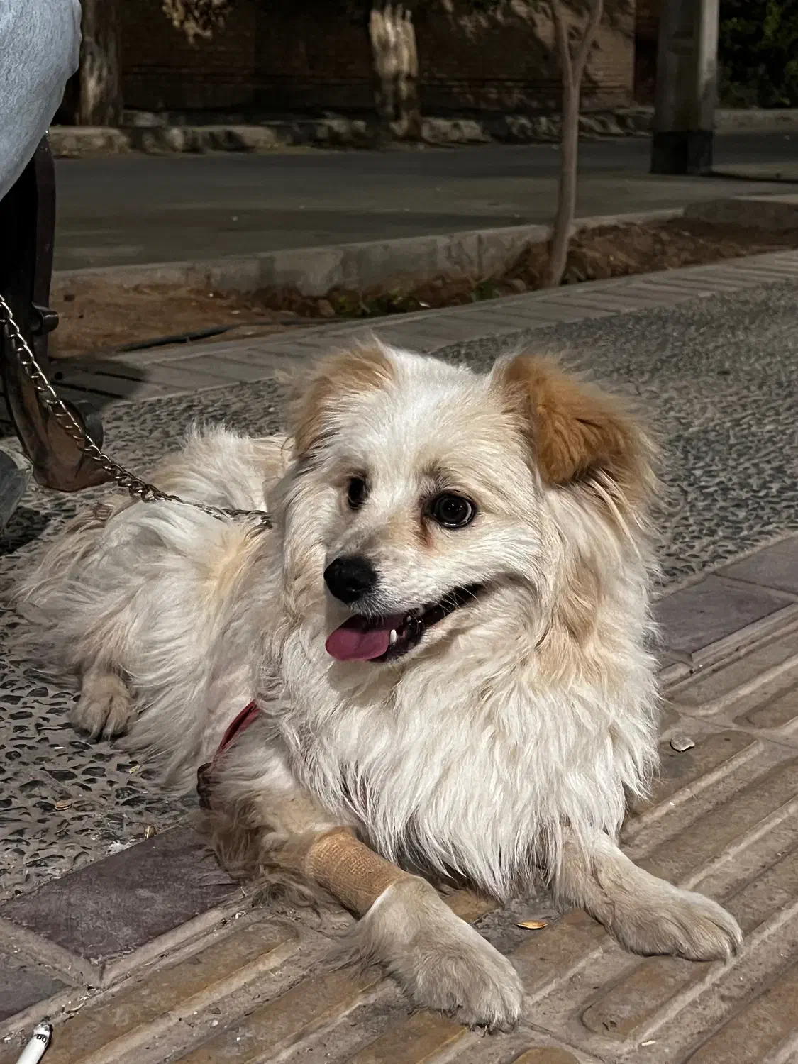 سگ اشپیتز|سگ|یزد, |دیوار