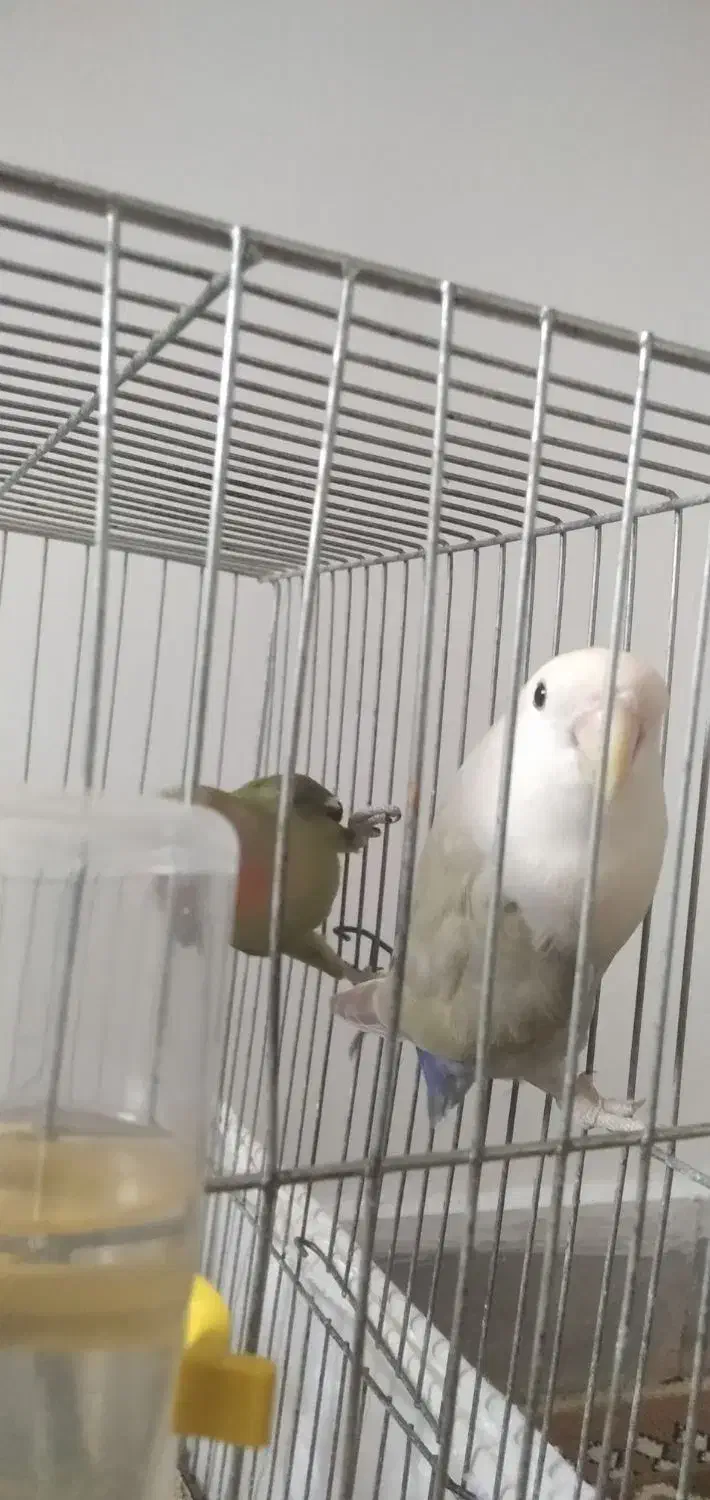 کوتوله در مامونیه|پرنده|زرندیه, |دیوار