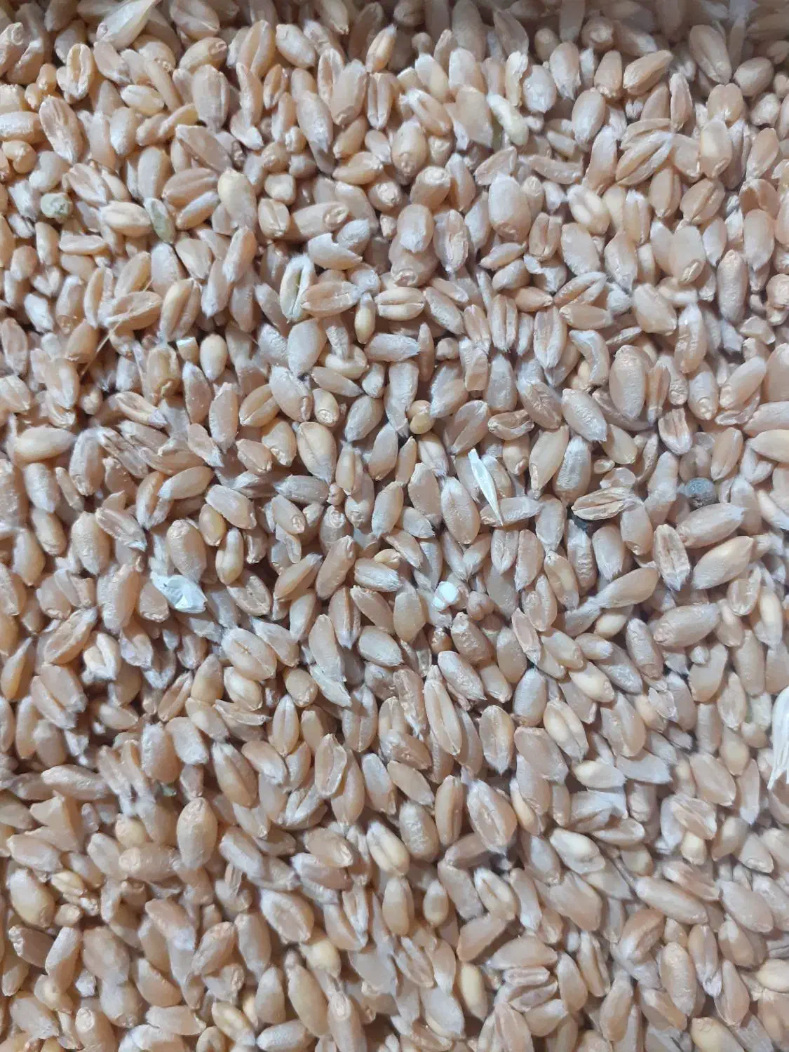 گندم فروشی|خوردنی و آشامیدنی|ماهیدشت, |دیوار