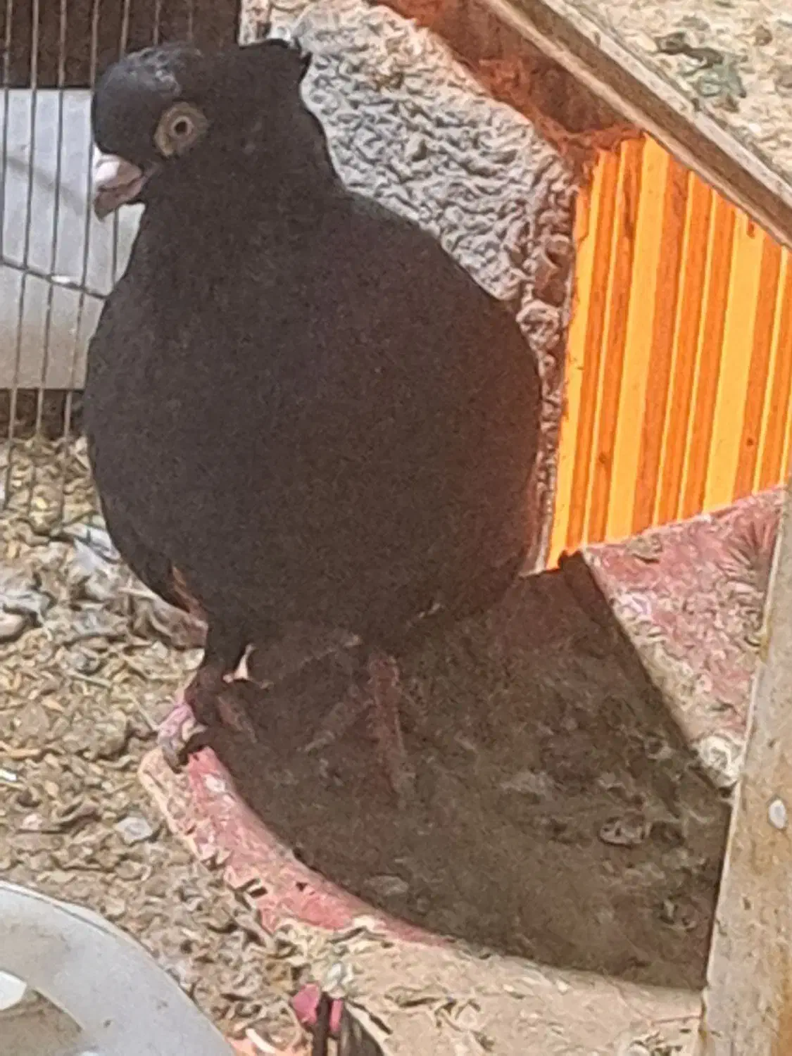 ماهشهر|پرنده|چمران, |دیوار