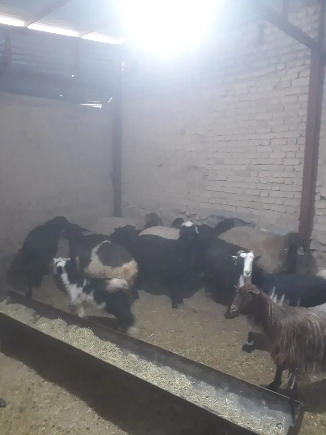 میش.بز.بره.بزغاله|حیوانات مزرعه|قم, پردیسان|دیوار