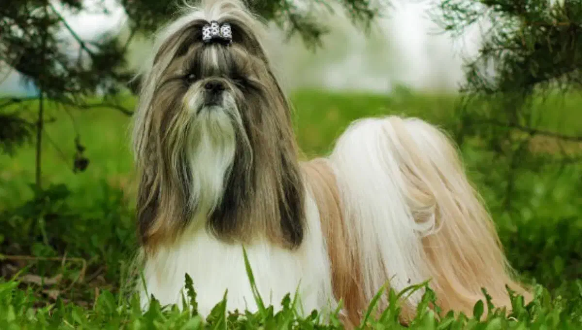 سگ شیتزو سوپر فلت|سگ|شیراز, چنچنه|دیوار