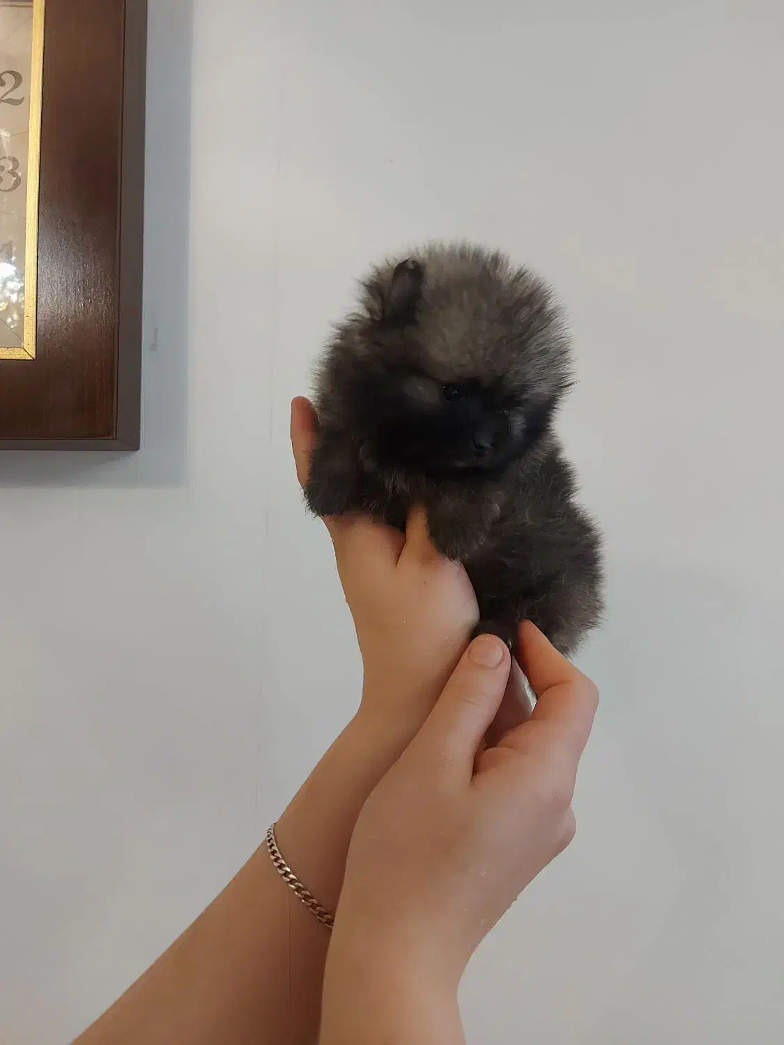 پامر خرسی|سگ|کرج, دهقان ویلا|دیوار