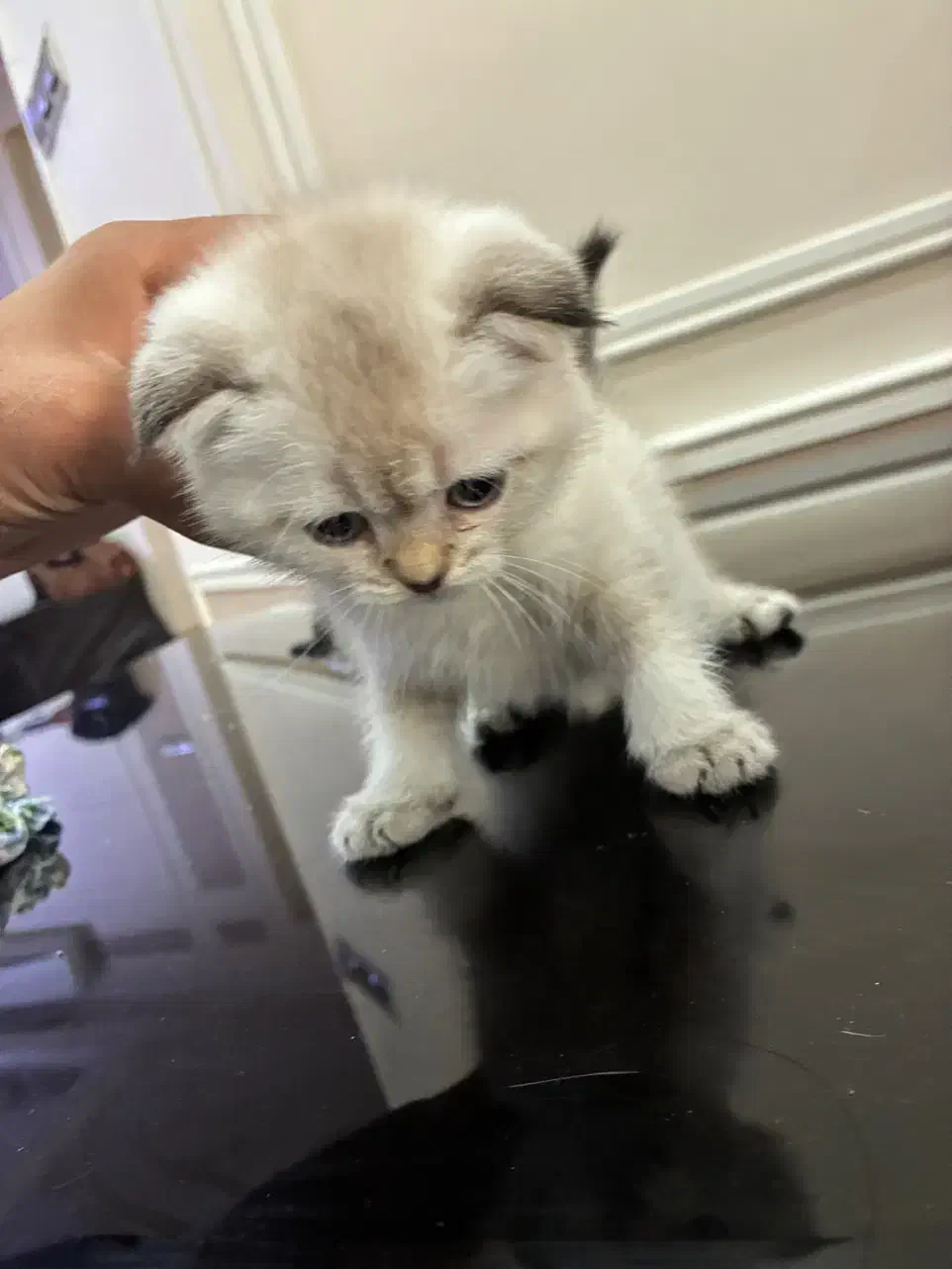 گربه سیلور اسکاتیش|گربه|شیراز, سعدیه شمالی|دیوار