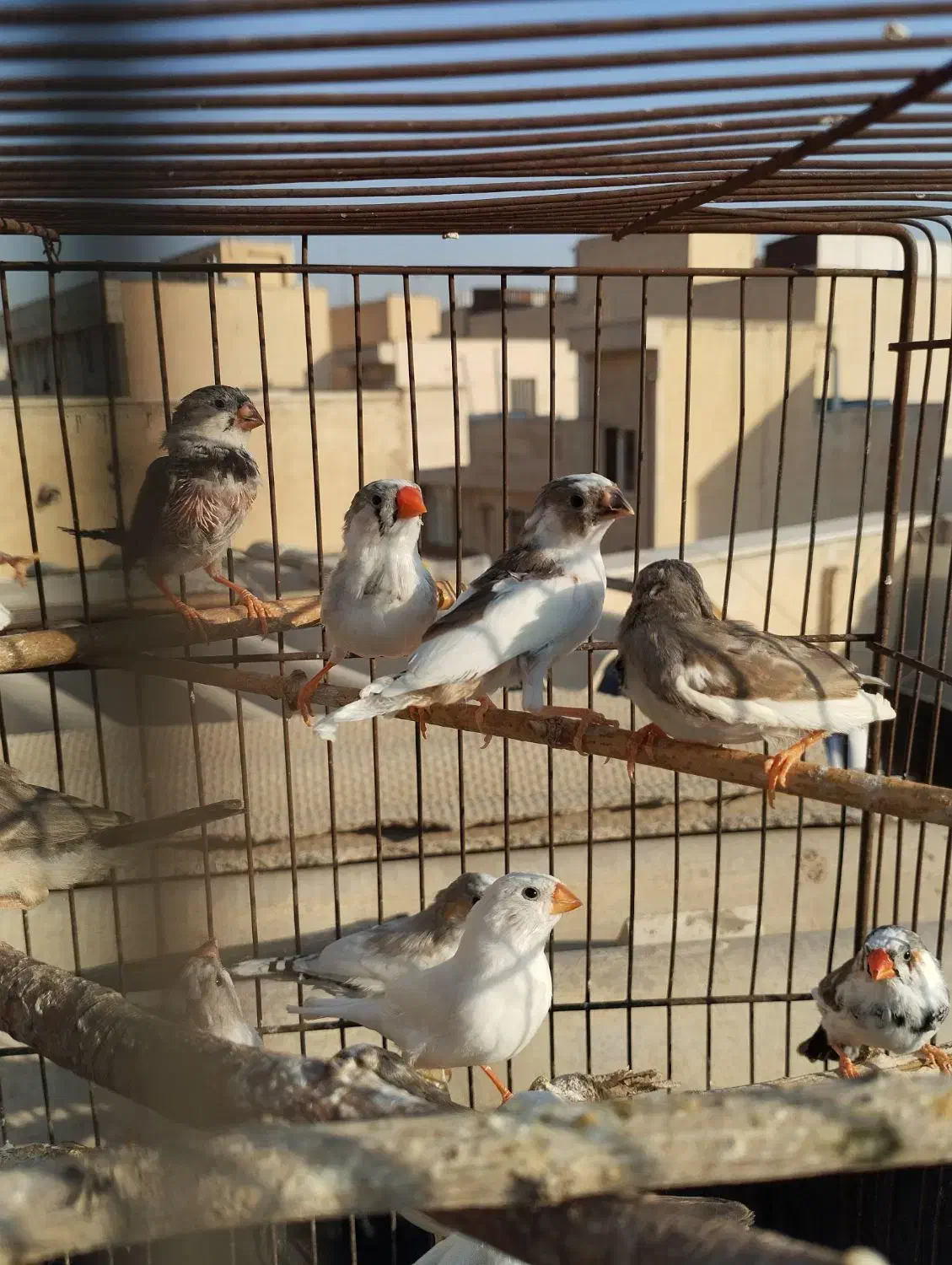 فنچ دونه ای100|پرنده|تهران, پرستار|دیوار