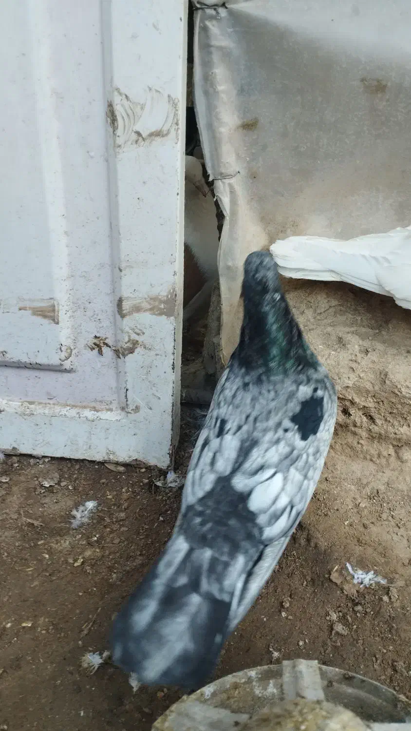 کبوتر|پرنده|بجنورد, |دیوار