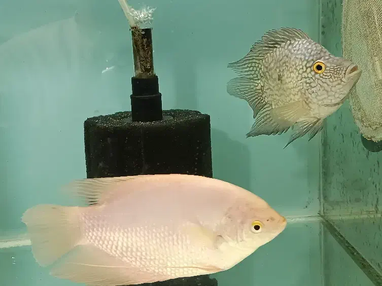 ماهی چانا و گورامی جاینت و تگزاس و ردتیل البینو|ماهی|شیراز, غدیر شمالی|دیوار