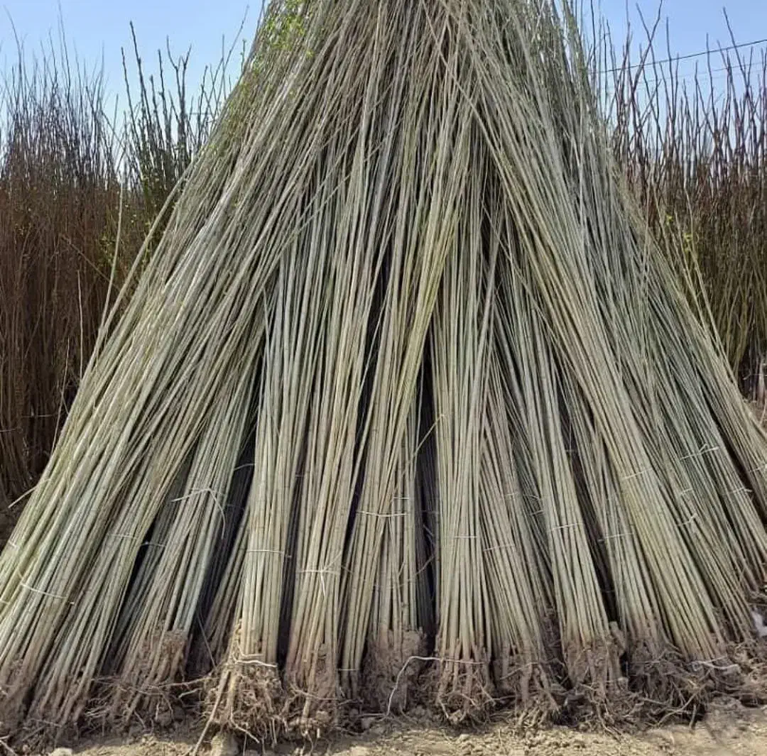 ـ عرضه صنوبر نیگرا|خدمات باغبانی و درختکاری|رشت, کوی مهر|دیوار