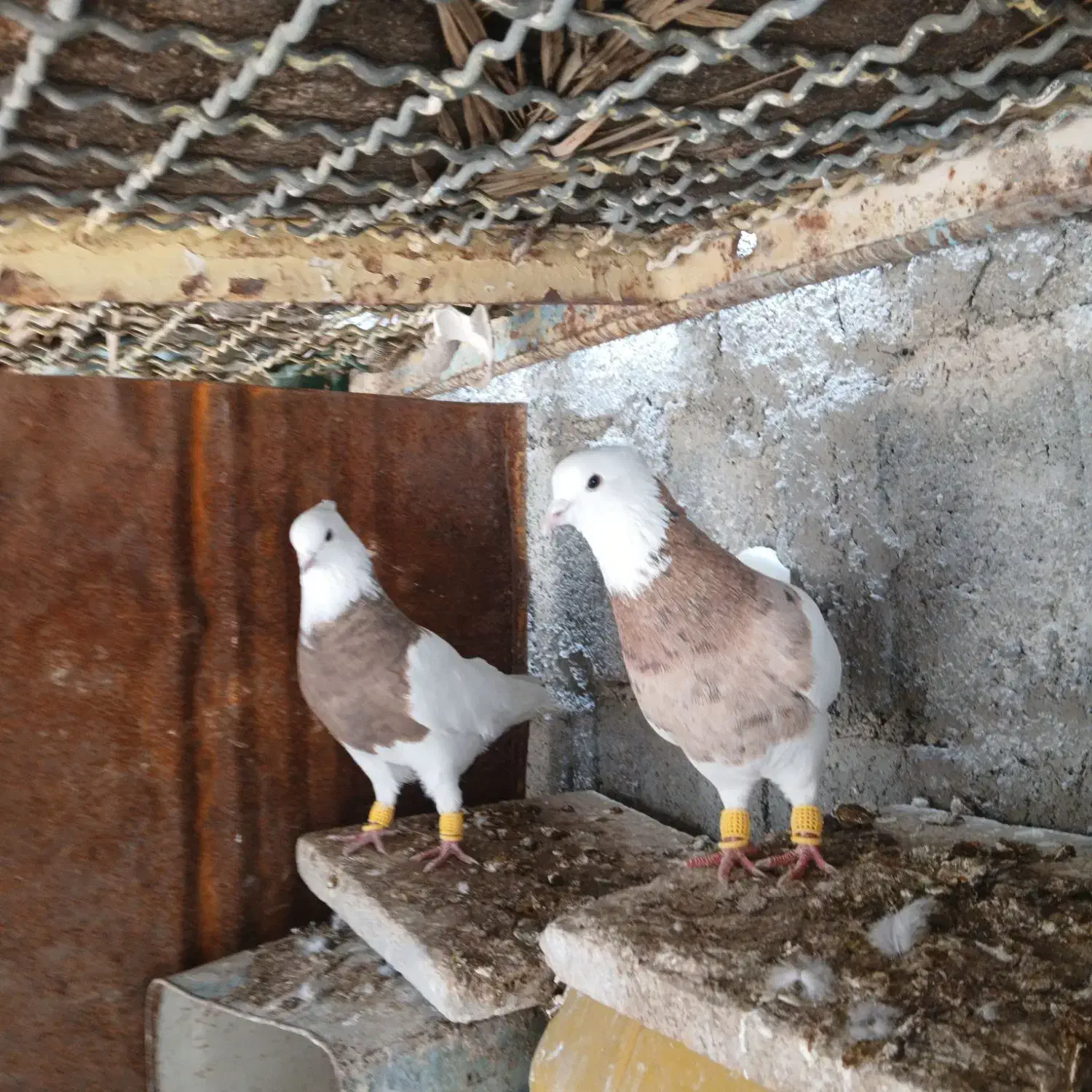 طوقی|پرنده|دهدشت, |دیوار