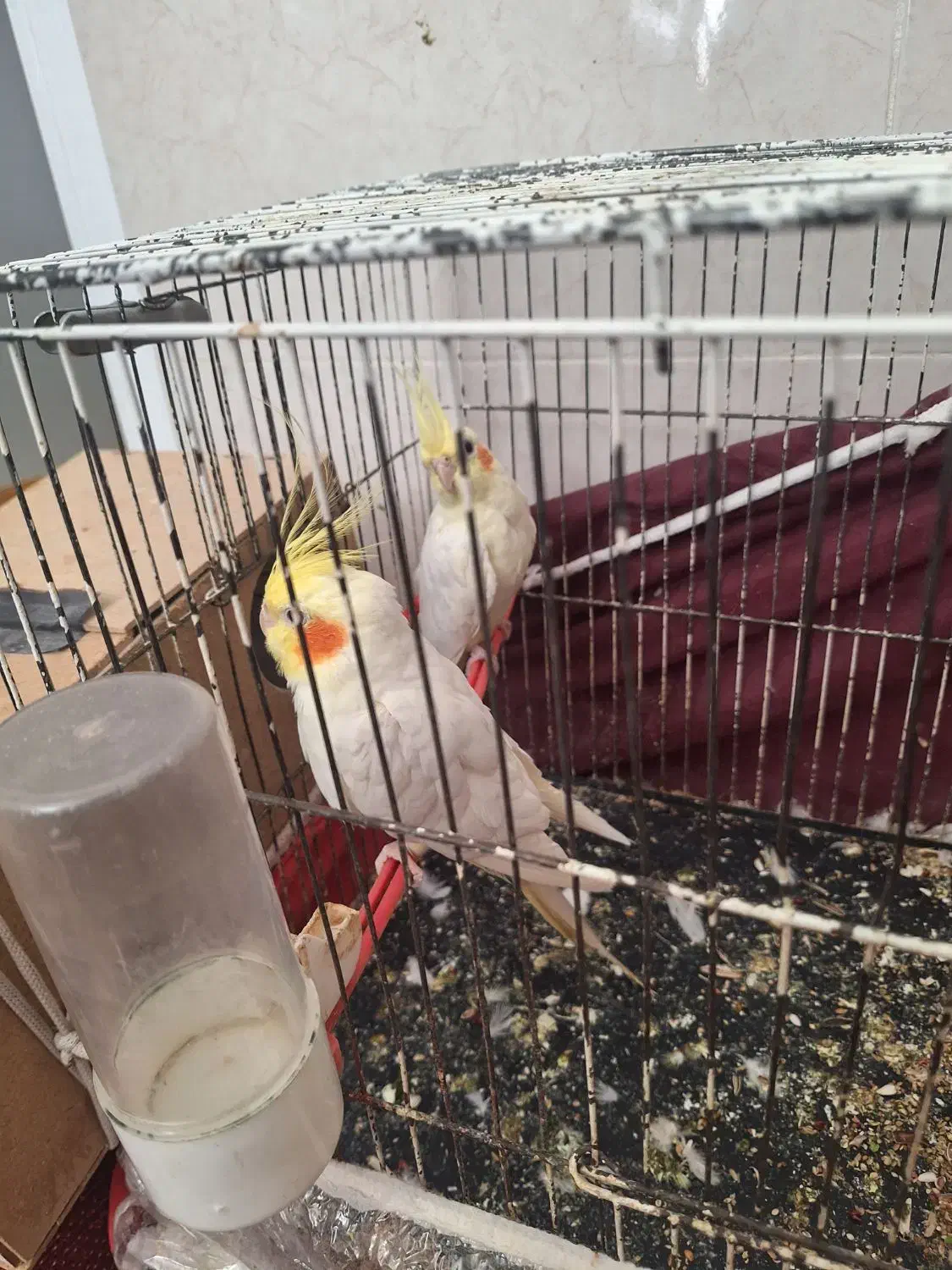 عروس هلندی|پرنده|بردسکن, |دیوار