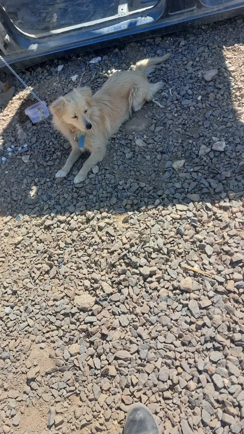 پیدا شدن سگ|حیوانات|اصفهان, محمودآباد|دیوار