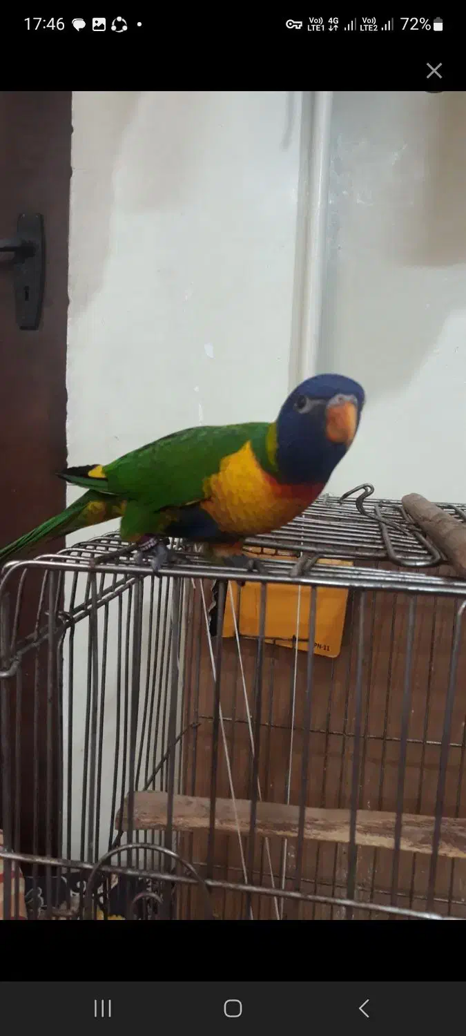 کشور ملوس هلندیون رام ضمانت 1 سال|پرنده|تهران, گلستان (شهرک راه آهن)|دیوار