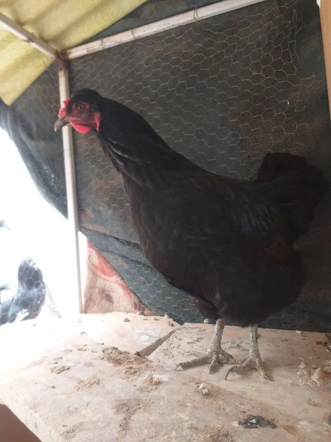 مرغ محلی|حیوانات مزرعه|شیراز, کوشک میدان|دیوار