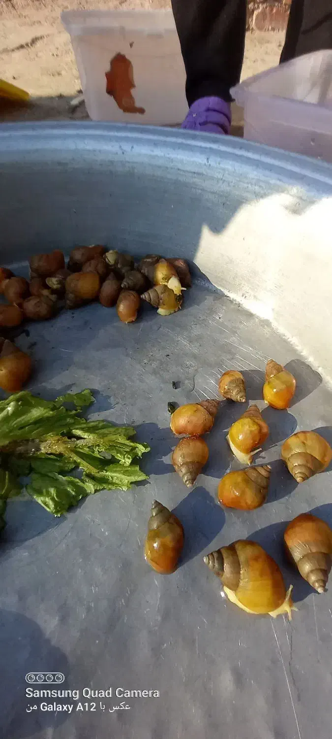 حلزون|خزنده|کرمان, |دیوار