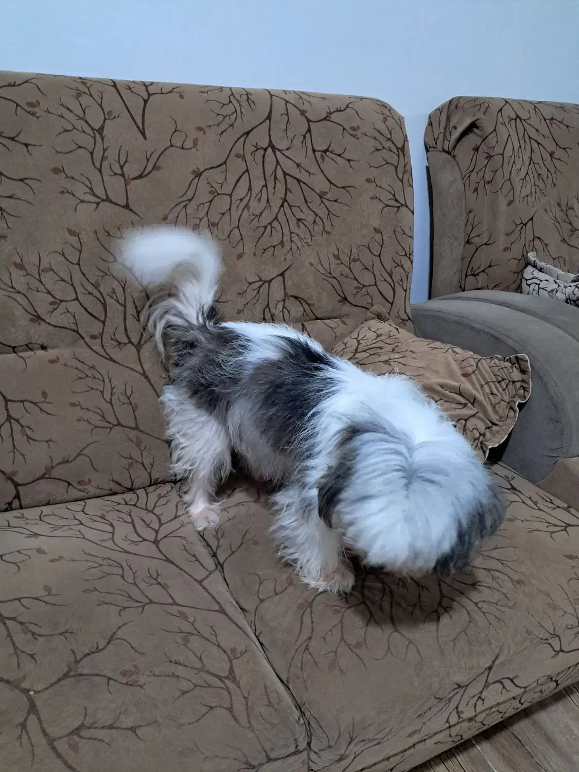 سگ خانگی اپارتمان|سگ|لاهیجان, کوی زمانی|دیوار