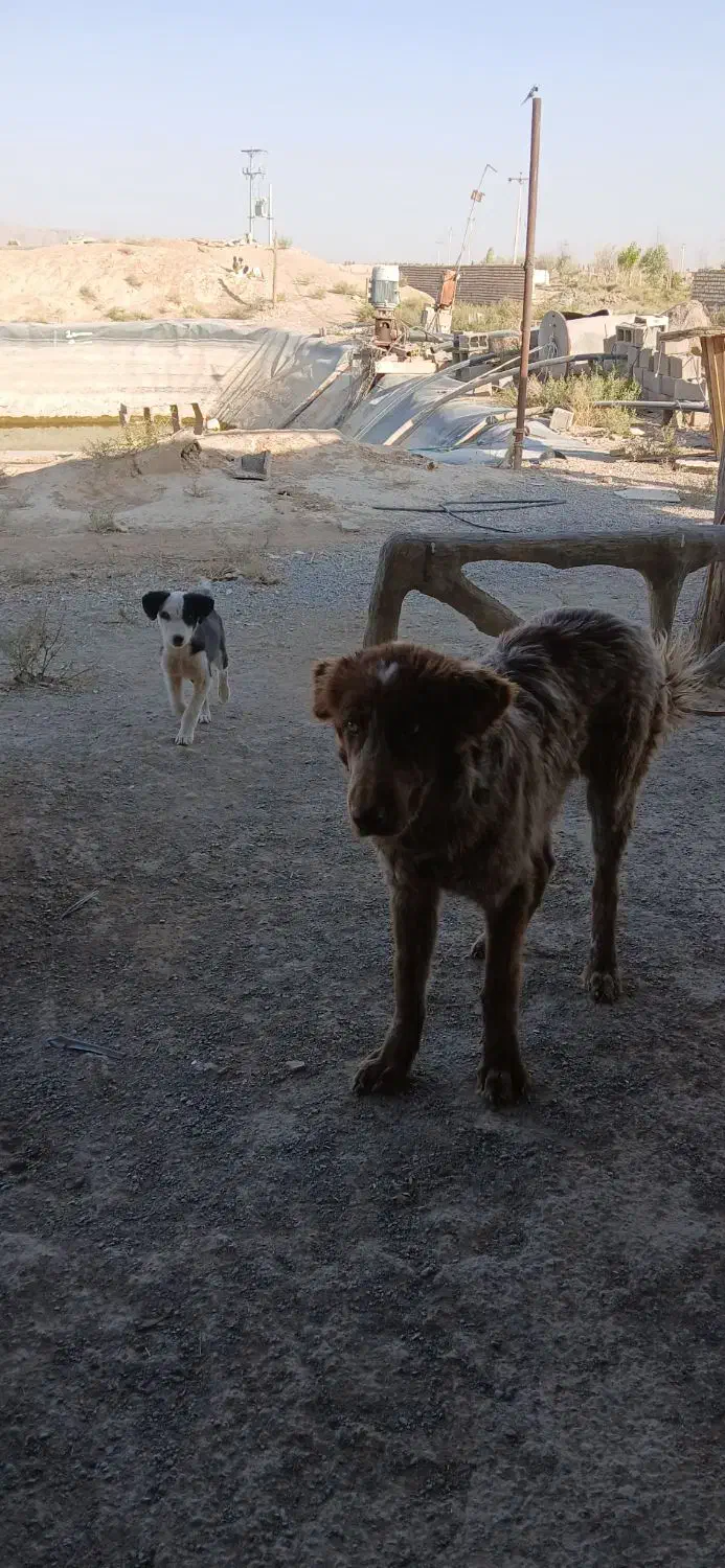 توله لاس فی 10تخفیف پایه معامله|سگ|شاهین‌شهر, برخوار غرب|دیوار