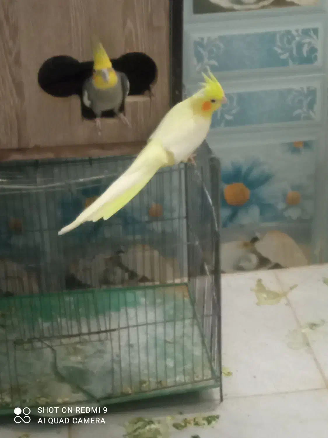 عروس هلندی|پرنده|اردکان, |دیوار