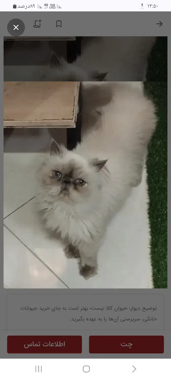 واگذاری گربه هیمالین|گربه|مشهد, شریف|دیوار