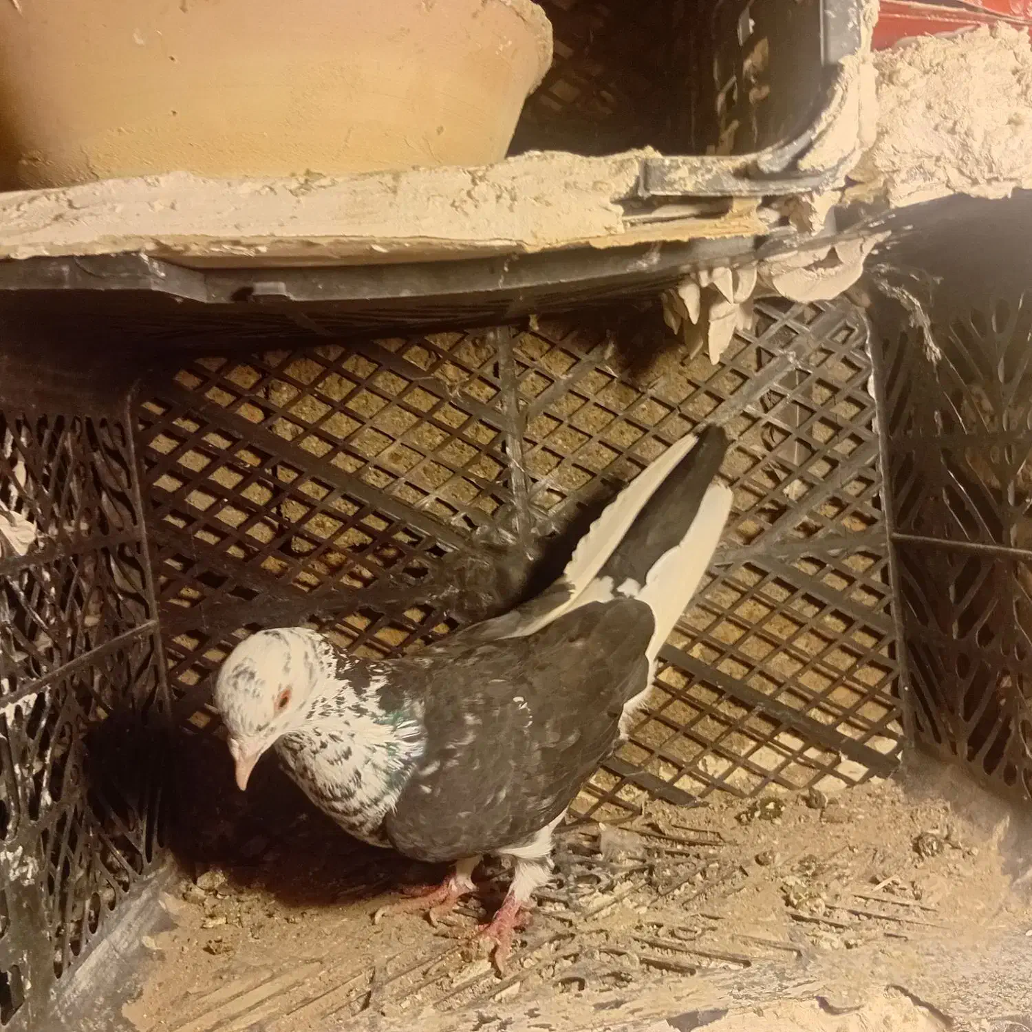 ...|پرنده|میاندوآب, |دیوار