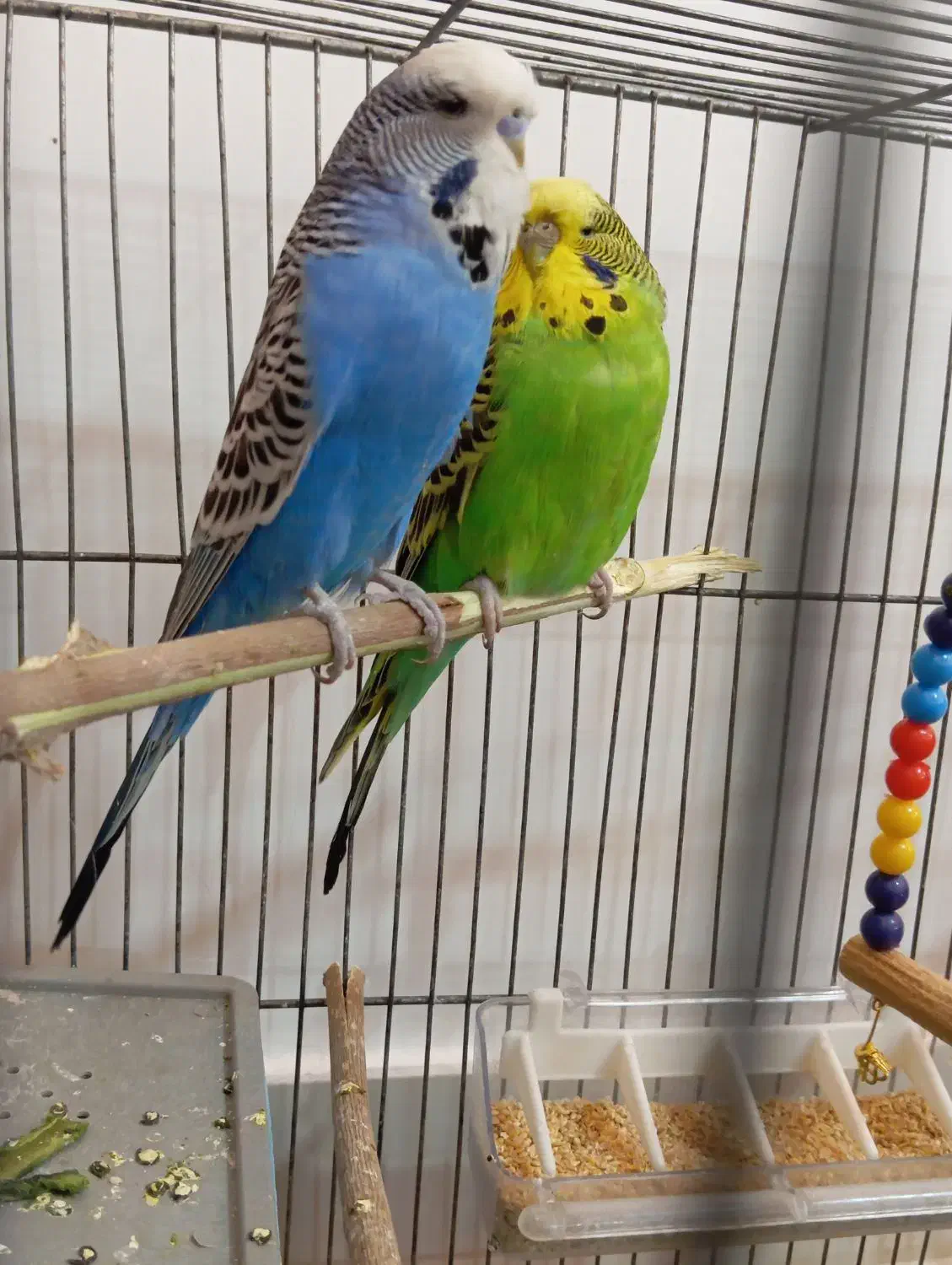 یک جفت مرغ عشق هلندی|پرنده|تبریز, |دیوار