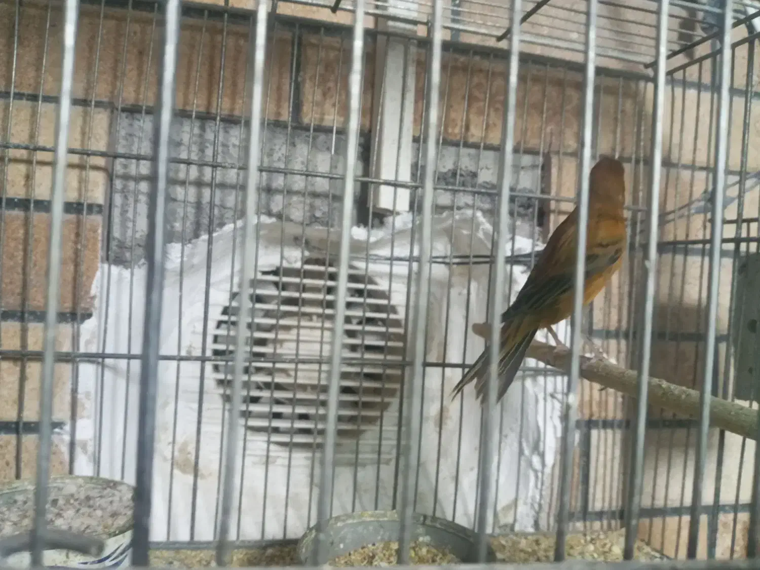 قناری سوخته سرخ نر|پرنده|کرمان, |دیوار