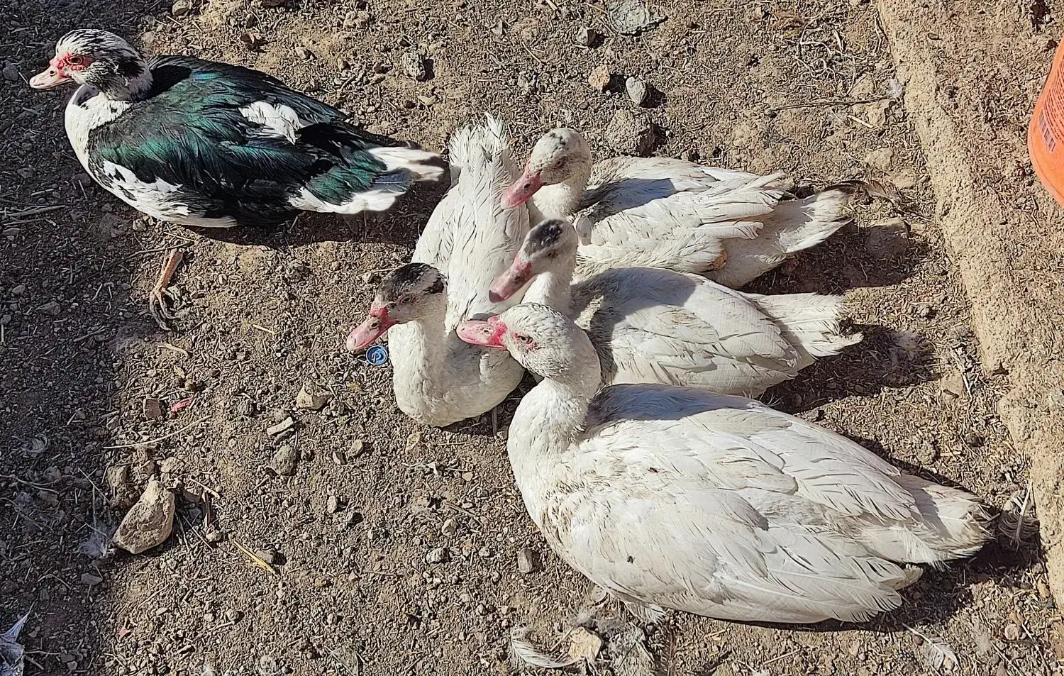 اردک مسکویی|حیوانات مزرعه|سی‌سخت, |دیوار