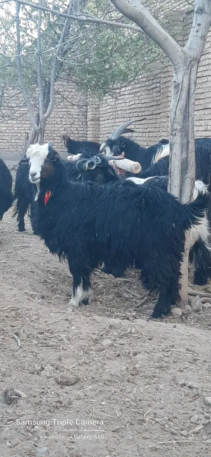 بزغاله ماده داشتی و کشتی|حیوانات مزرعه|شهرکرد, |دیوار