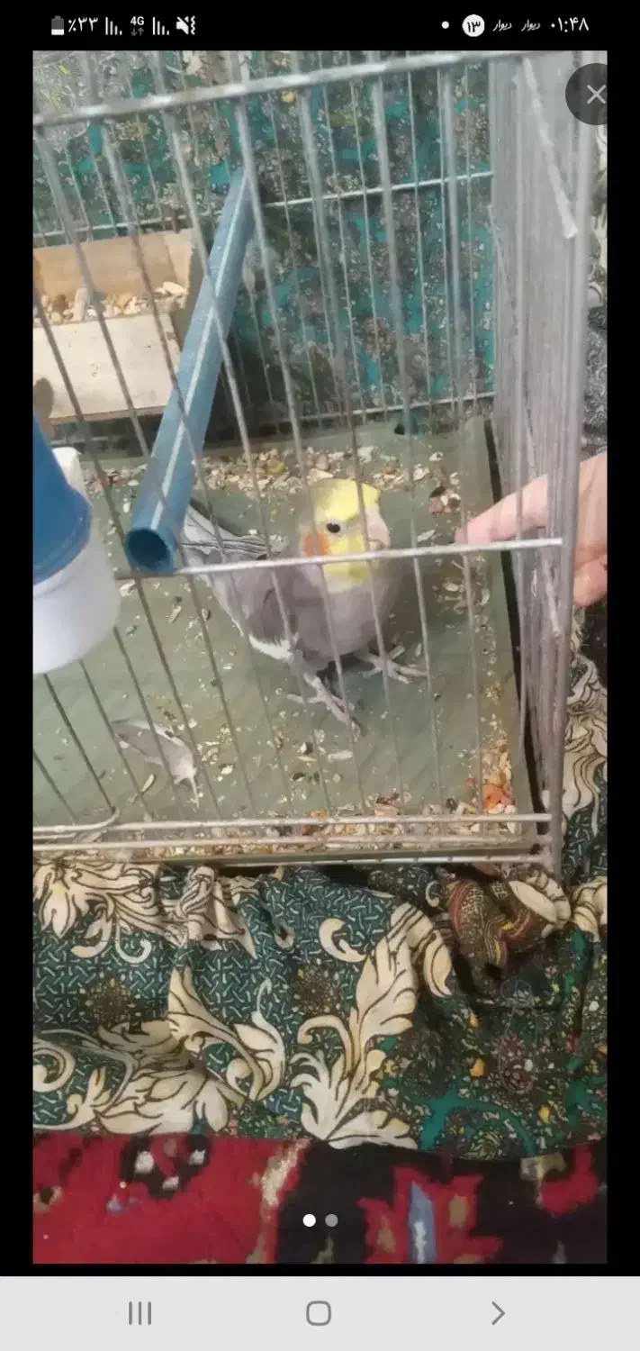 عروس هلندی|پرنده|قم, شهرک امام حسن|دیوار