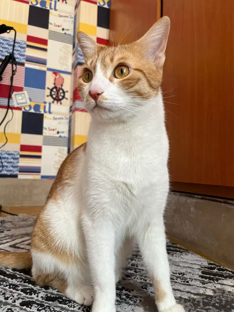 گربه گمشده|حیوانات|شیراز, شهرک گلدشت حافظ‎|دیوار