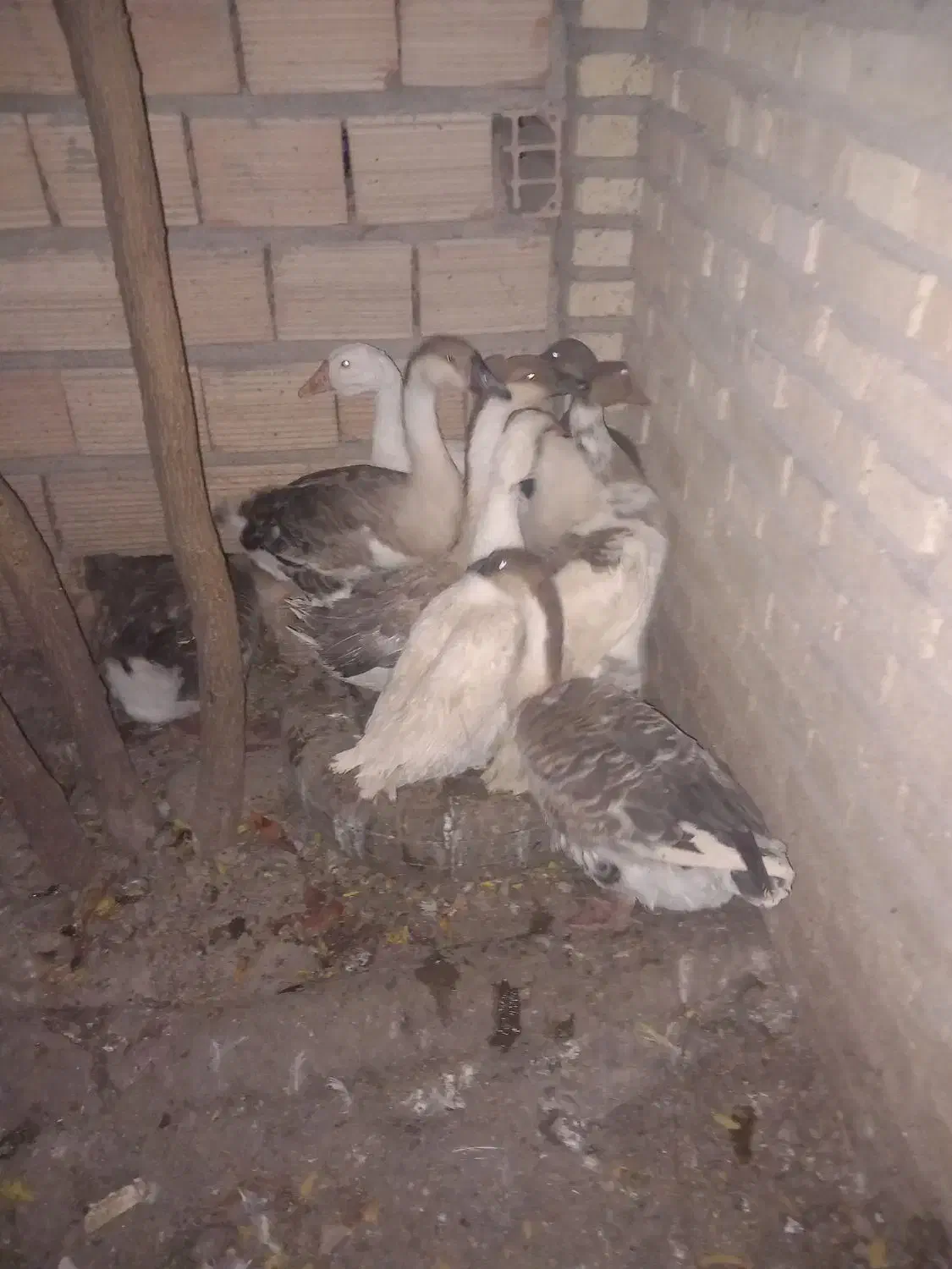 فروش غاز|حیوانات مزرعه|گرگان, |دیوار