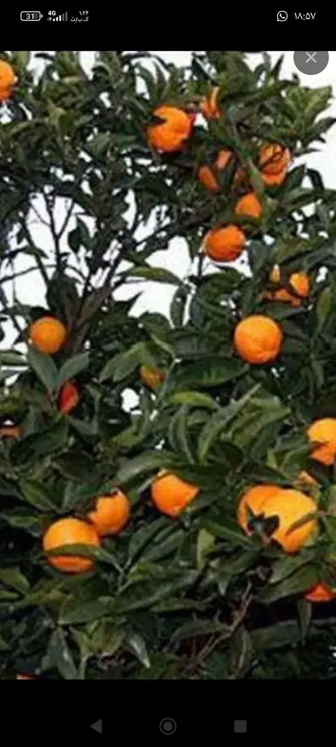 چیدن نارنج|حراج|رشت, کوی مهر|دیوار