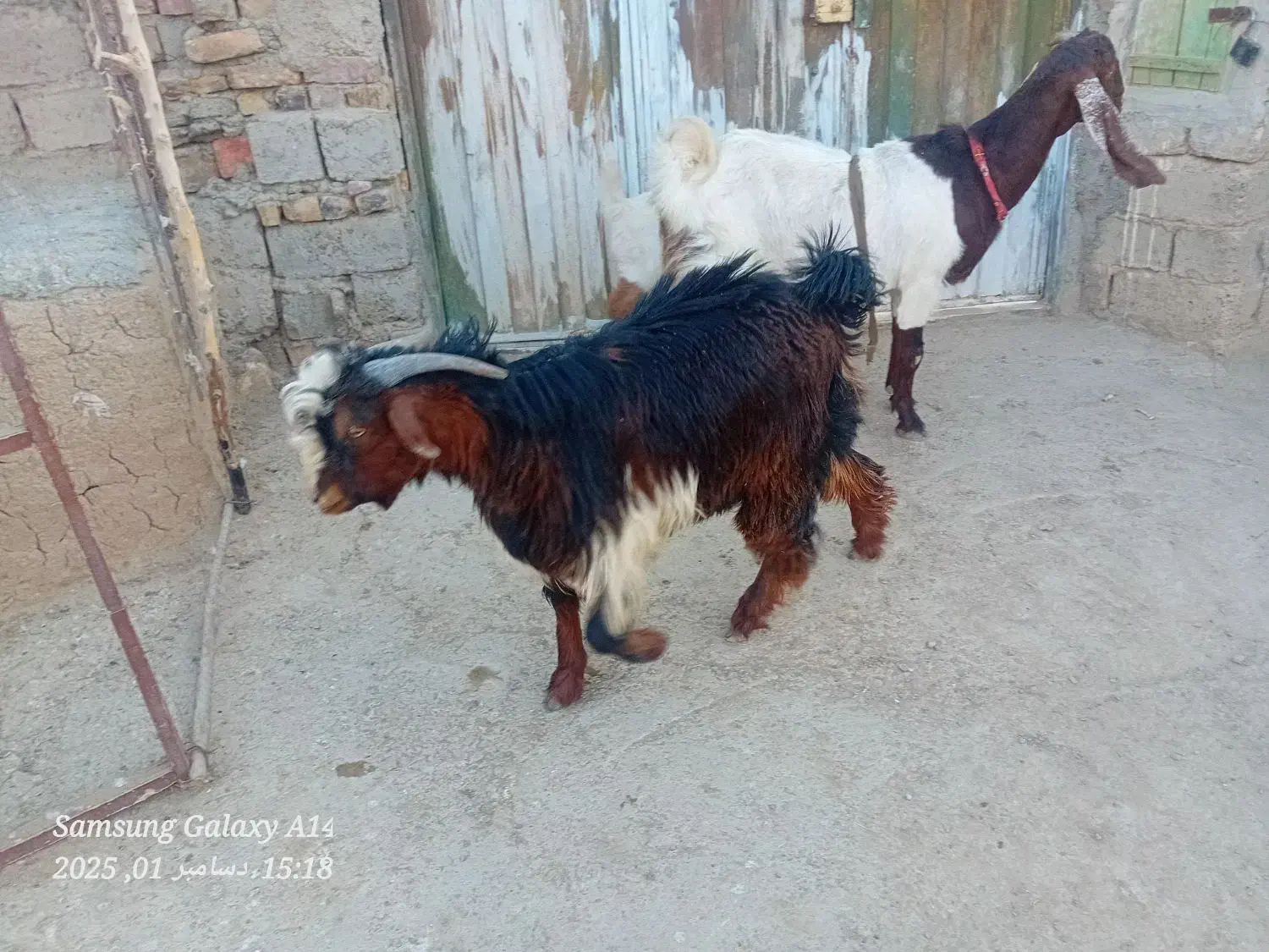 کهر نر|حیوانات مزرعه|زهک, |دیوار