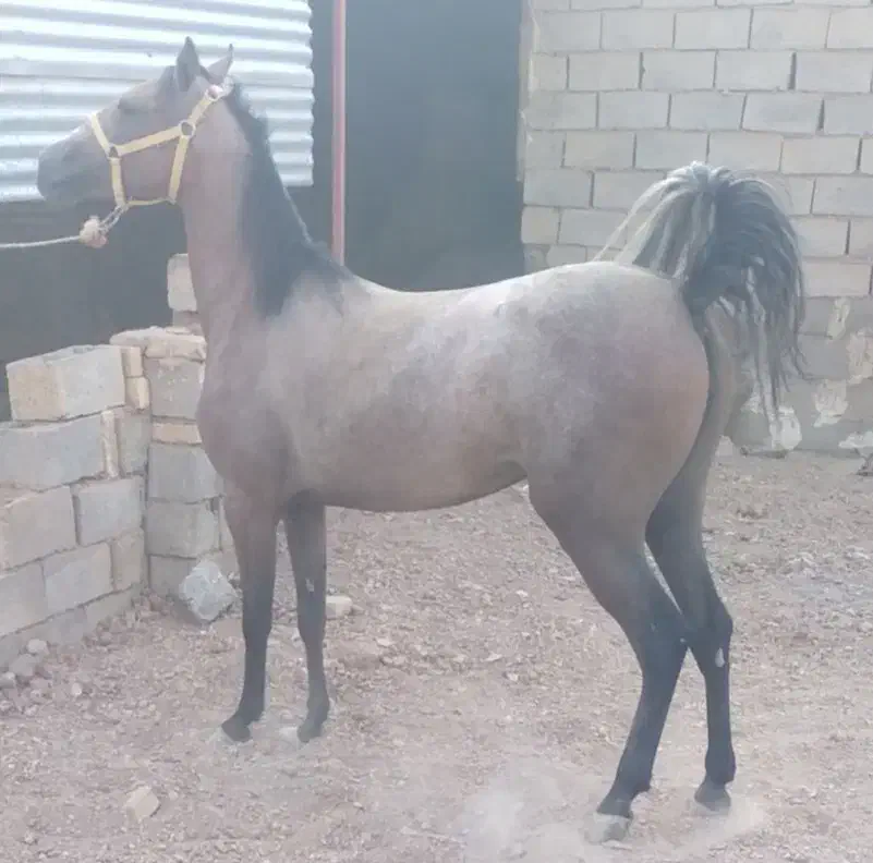 کره مادیان|اسب و تجهیزات اسب‌سواری|ساروق, |دیوار