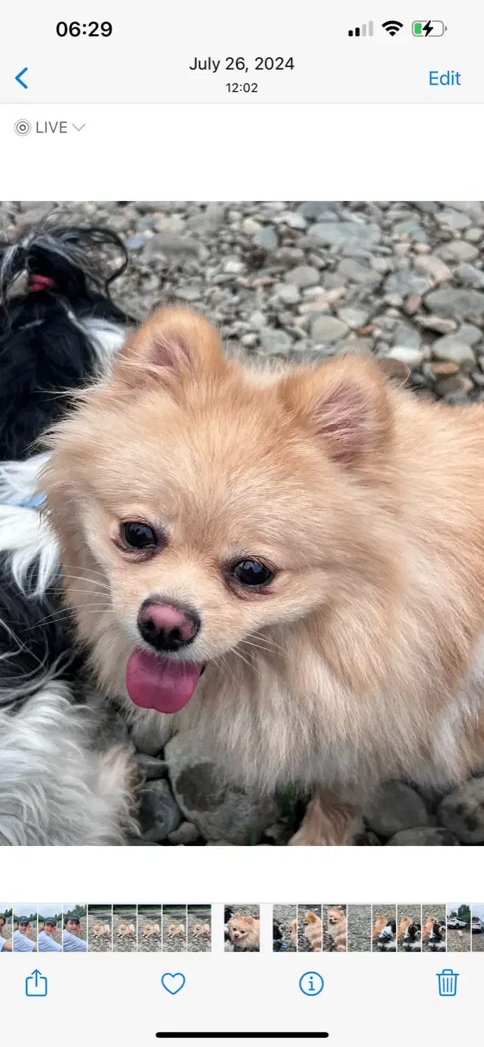 پت خانگی|سگ|رشت, دیلمان|دیوار