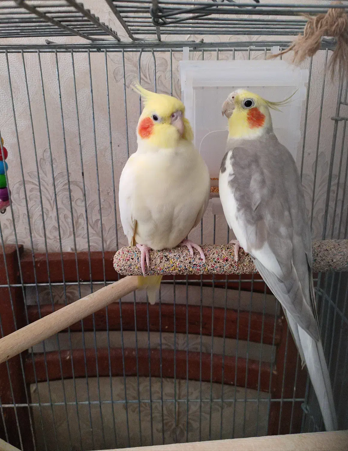 جفت عروس هلندی همراه با قفس|پرنده|تهران, وحیدیه|دیوار