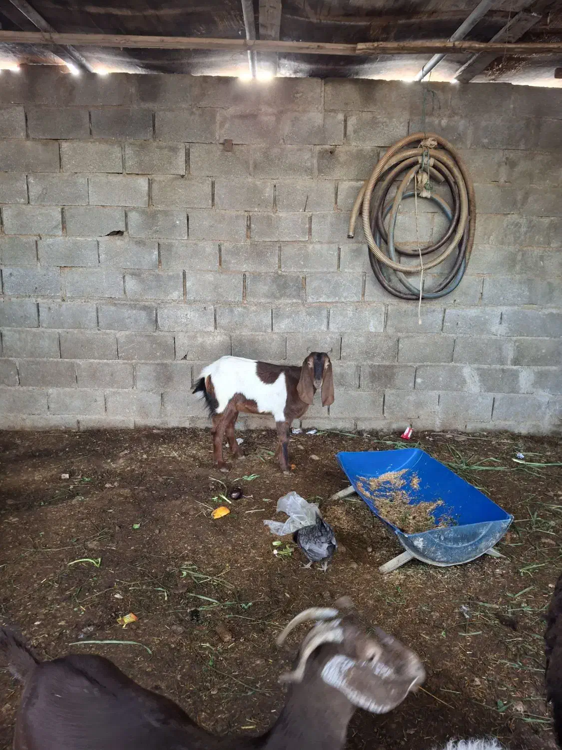 بنک|حیوانات مزرعه|بندر کنگان, |دیوار