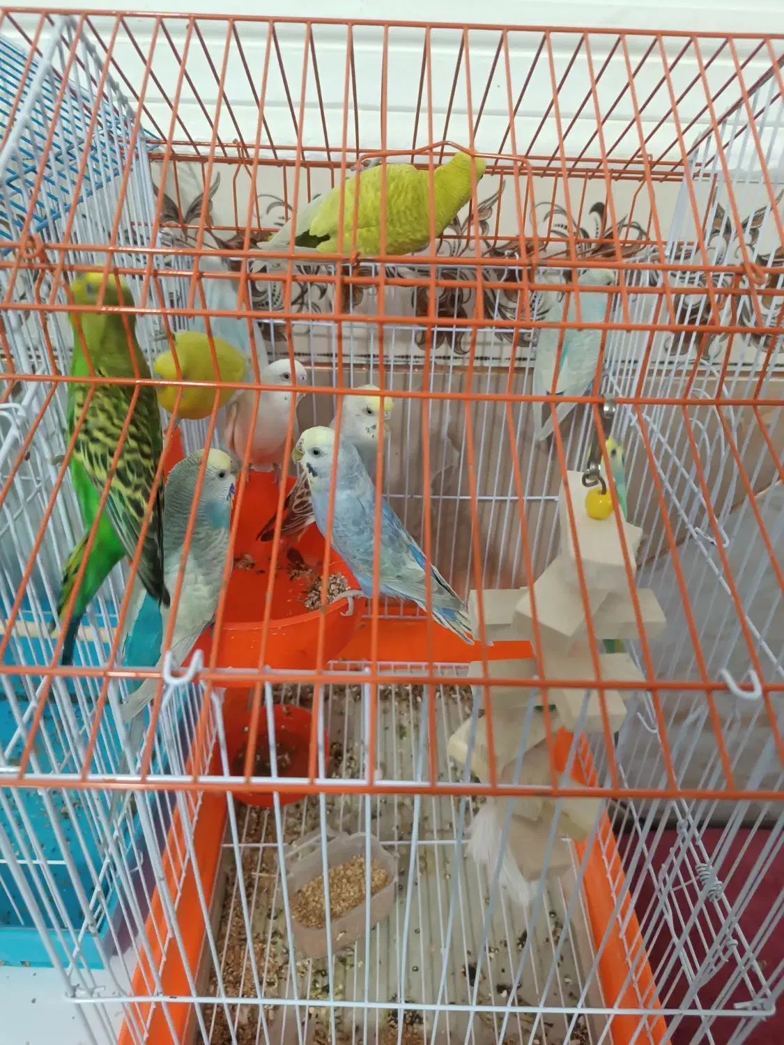 مرغ عشق|پرنده|ایرانشهر, |دیوار