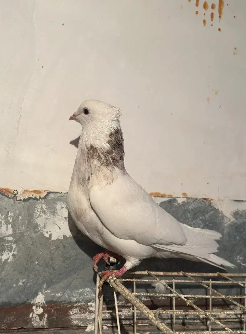 طوقی|پرنده|شاهینشهر, حافظ شمالی|دیوار