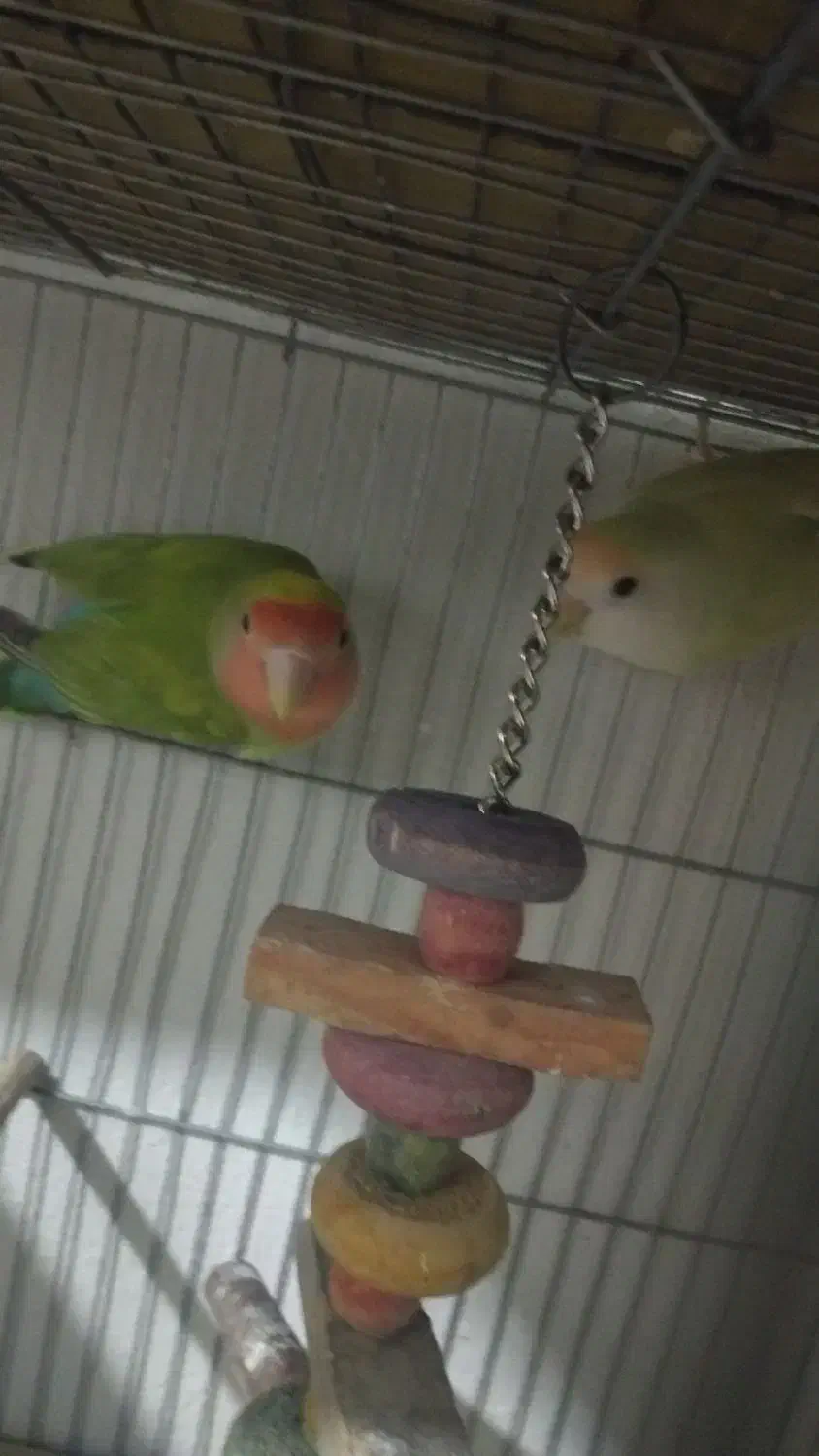 دوجفت کوتوله|پرنده|گرگان, |دیوار