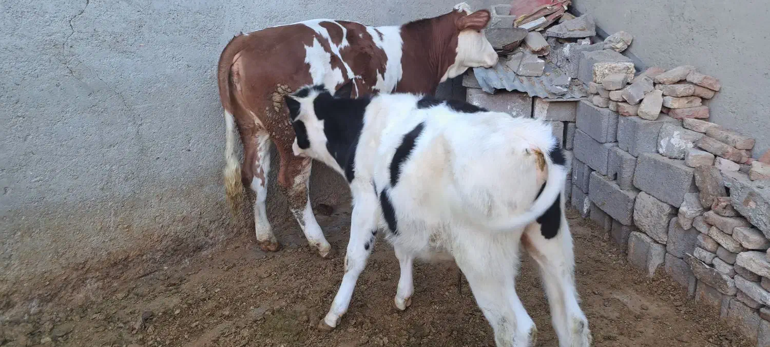 سیمینتال وهلشتاین|حیوانات مزرعه|چهاردولی, |دیوار