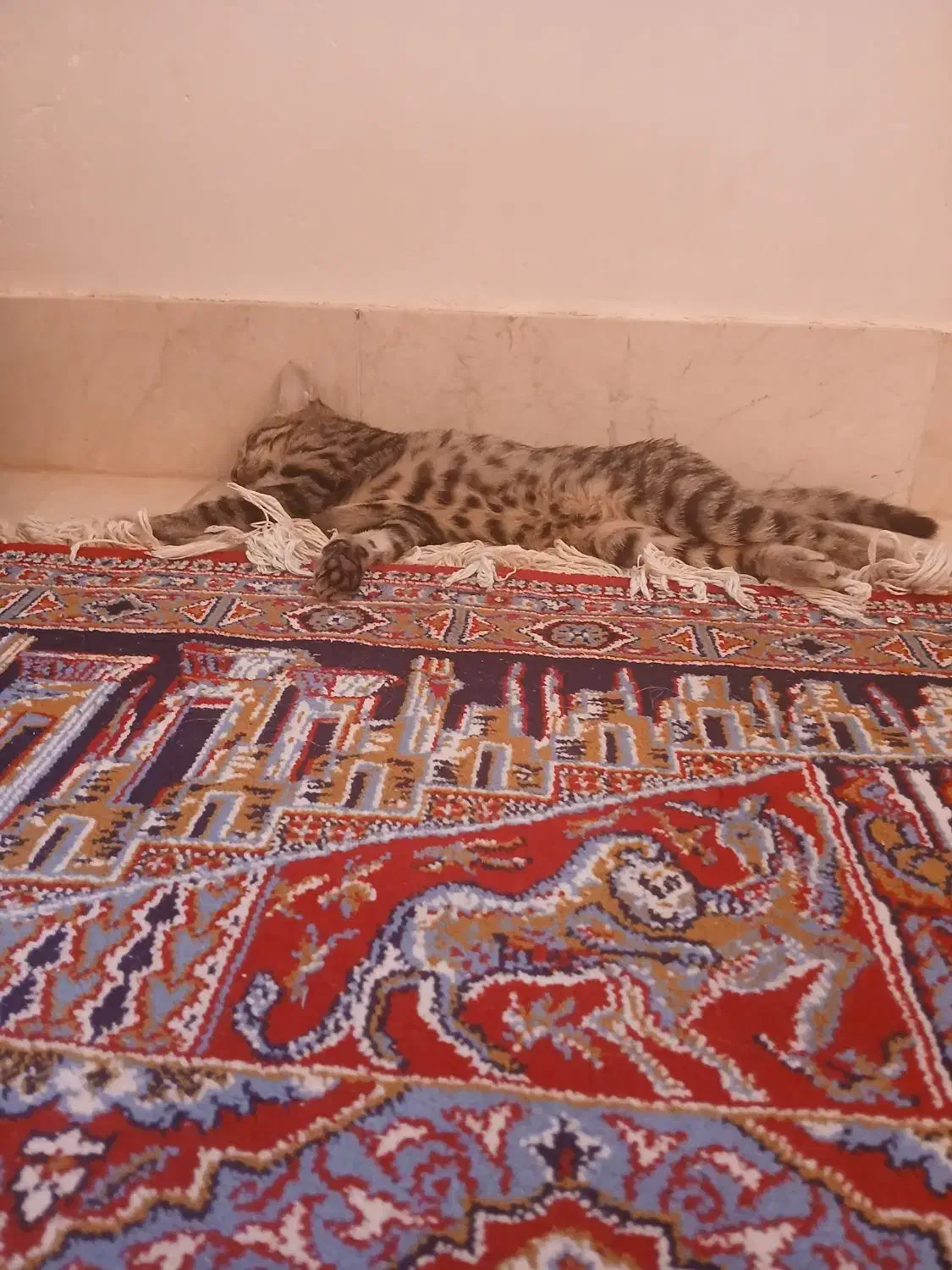 گمشده گربه|حیوانات|سبزوار, فرهنگیان|دیوار