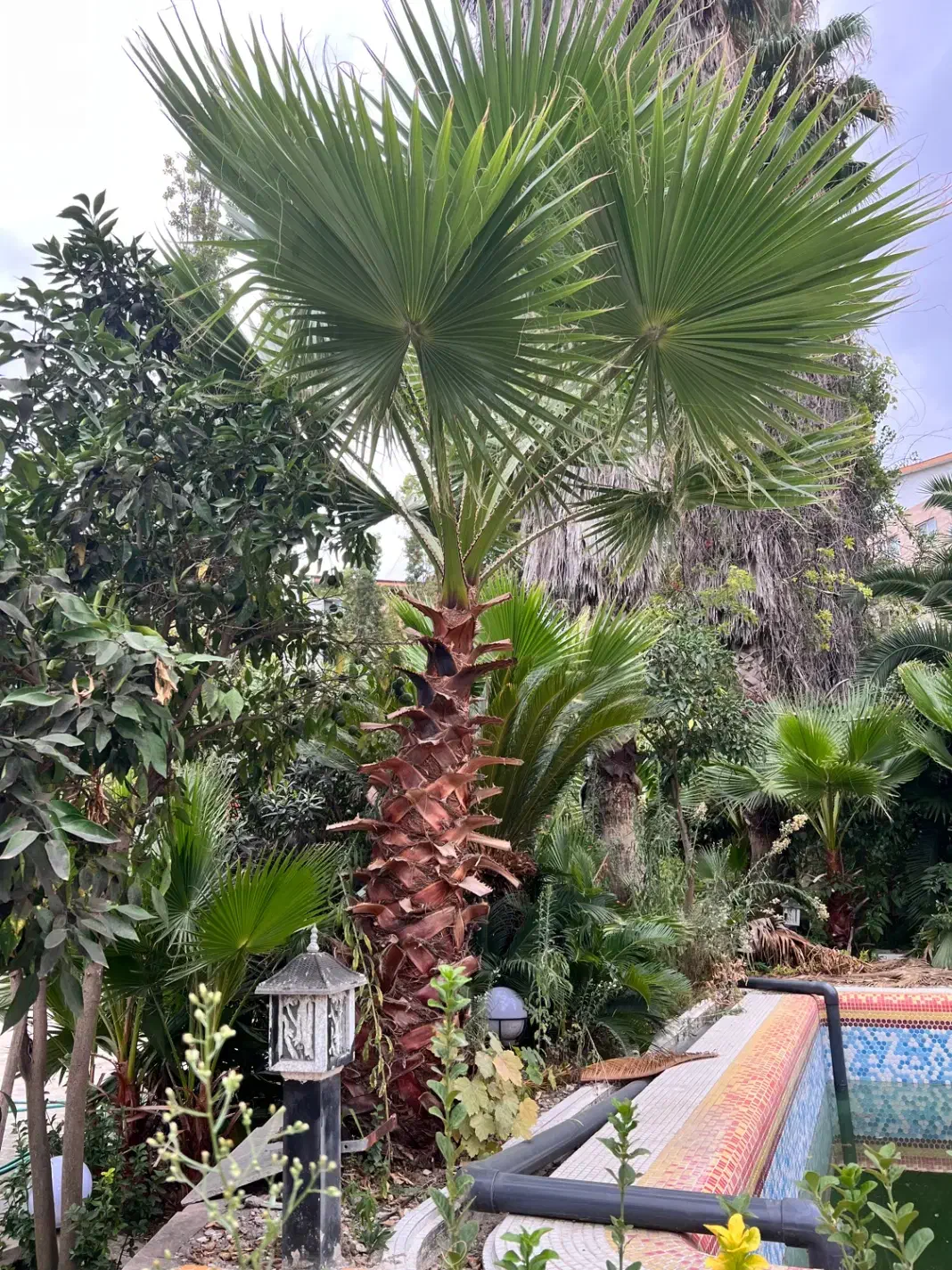 فروش درخت پالم|گل و گیاه طبیعی|رشت, دیانتی|دیوار