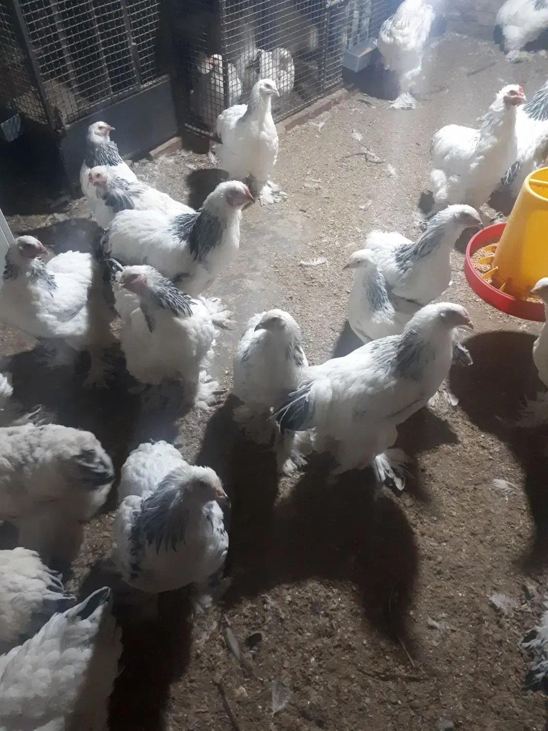 بهترین پرورش دهنده مرغ خروس برهما در اهر|حیوانات مزرعه|اهر, |دیوار