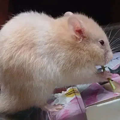 همستر بازیگوش|موش و خرگوش|نیشابور, امام|دیوار