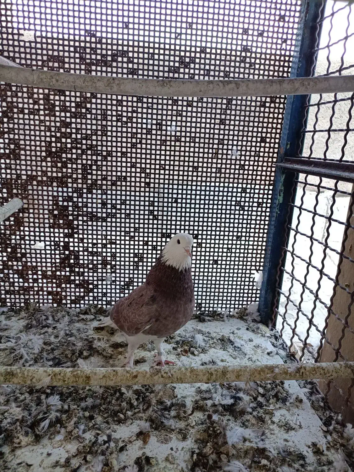 نر هما سرور پرشی بهشرط|پرنده|گرمسار, |دیوار