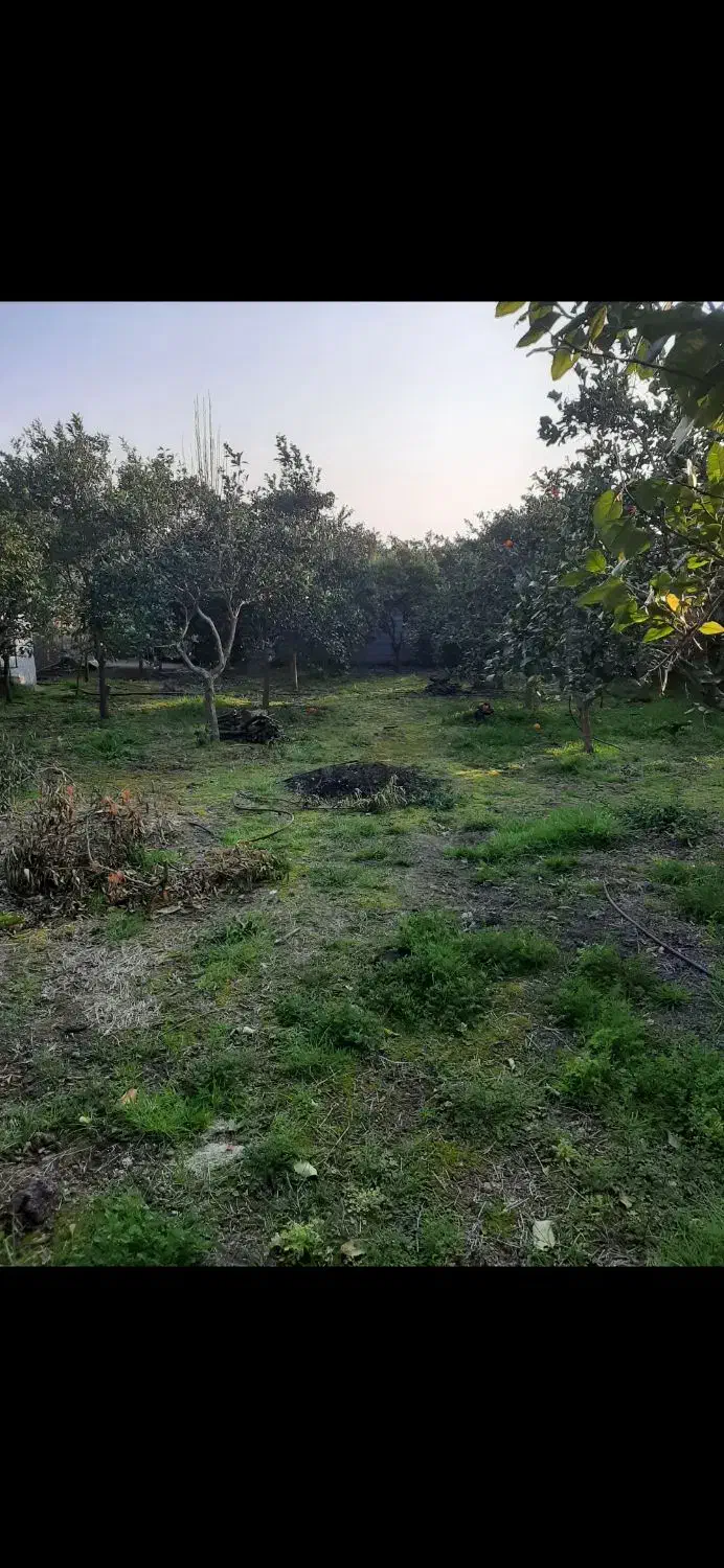 زمین مسکونی باغی|فروش زمین و ملک کلنگی|خوش‌رودپی, |دیوار